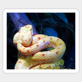 Eyelash Viper Sticker